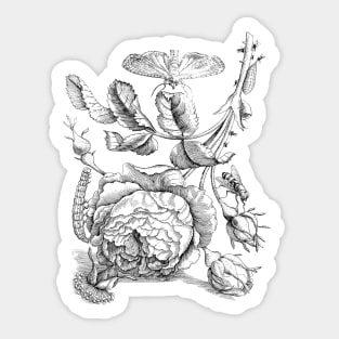 Rose Flowers with Moth Vintage Botanical Illustration Sticker